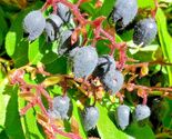 SALAL 1000 SEEDS SHALON GAULTHERIA HARDY EVERGREEN SHRUB EDIBLE BERRIES ... - $18.22 CAD SALAL 1000 SEEDS SHALON GAULTHERIA HARDY EVERGREEN SHRUB EDIBLE BERRIES ... - $18.22 CAD