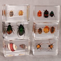 4 Pcs Insect Specimen 2 Bugs in Resin Collection Paperweights Arachnid R... - $34.50