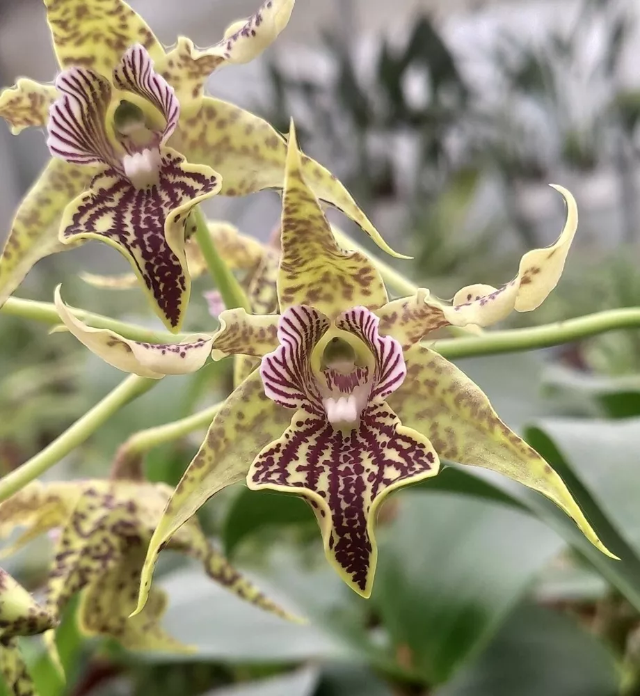 Dendrobium alexandrae Near blooming size dendrobium orchid species - $53.15