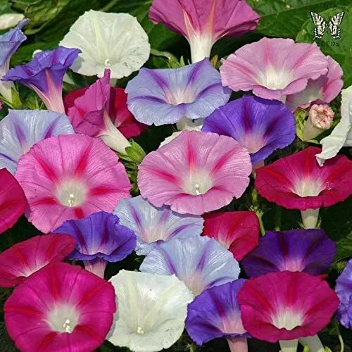 150 Mixed Color Tall Morning Glory Climbing Vine Seeds To Grow Beautiful Flowers - £15.72 GBP