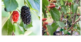 10 plants Mulberry Tree - &#39;Dwarf Everbearing&#39; - Morus nigra edible fruit - $97.99
