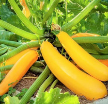 Golden Zucchini Seeds Heirloom Yellow Summer Squash Courgette Kousa For  - £4.69 GBP