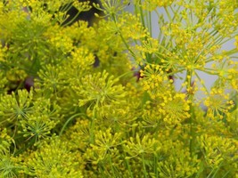 HT 360 Seeds Dill Bouquet Dill Organic Herb Groco Garden Seeds - $186.58 MXN