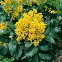 5 Mahonia Aquifolium Oregon Grapeholly Seeds For Planting   - $19.50