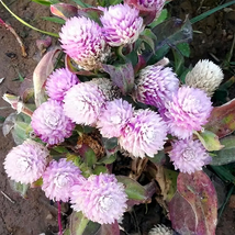 400 Seeds Dwarf Gomphrena Globosa Pink Seeds for Charming 25cm Plants Seeds - £19.51 GBP