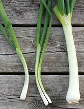 Nebuka Evergreen Bunching Onion Seeds - 500 Count Seed Pack - Non-GMO - ... - $13.49