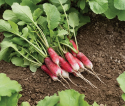 Easy To Grow Seed - 100 Seeds French Breakfast Radish - $3.99