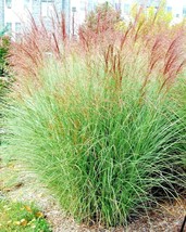 50 Morning Light Grass Seeds Miscanthus Sinensis US Fast Shipping - $9.70