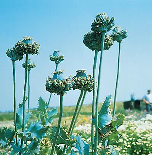 Papaver Hens and Chickens 1,000 seeds - £18.50 GBP