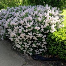 Fresh Seeds USA Korean Early Lilac Bush Seeds Syringa oblata 20 Seeds - £11.84 GBP