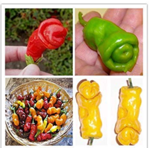 New Fresh Adb Inc Penis Chill Red Hot Peter Pepper Seeds 200Pcs Vegetables &amp; Fru - $5.45