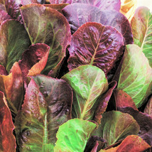 Cimmaron Red Romaine Lettuce Lactuca Cos Leaf Green Vegetable Fresh Garden USA S - £7.40 GBP