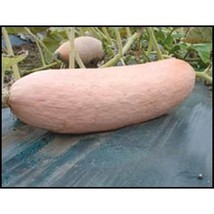 USA Seller Jumbo Pink Banana Squash Seeds Fast Shipping - $14.24