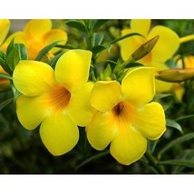 Bunga Alamanda Kuning - Allamanda cathartica (Dried), 80 Gram - $16.71