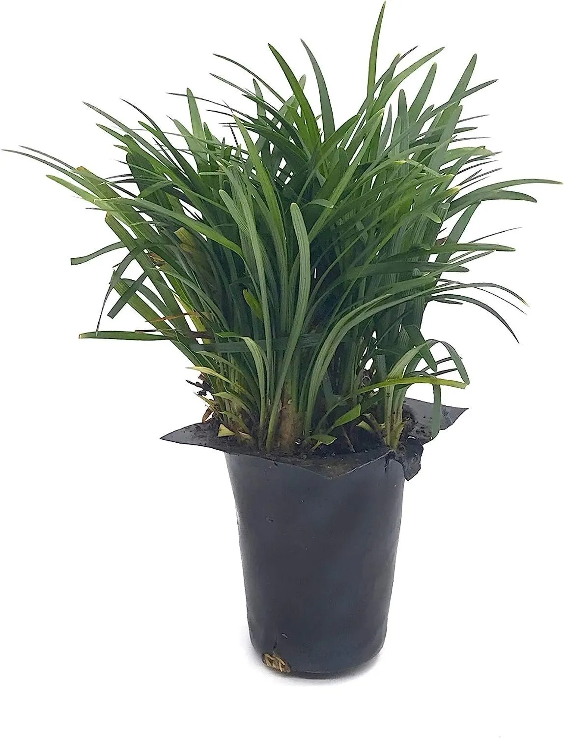 Dwarf Mondo Grass Live Plants Shade Loving Ground Cover - £81.76 GBP