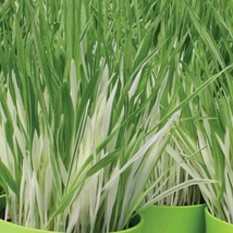 Fresh New Cat Grass Tabby Seeds USA Seller - $5.32