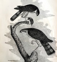 Sharp Shinned Hawk Victorian 1856 Bird Wood Engraving Antique Nature DWT15 - $17.20