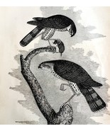 Sharp Shinned Hawk Victorian 1856 Bird Wood Engraving Antique Nature DWT15 - $23.86 CAD