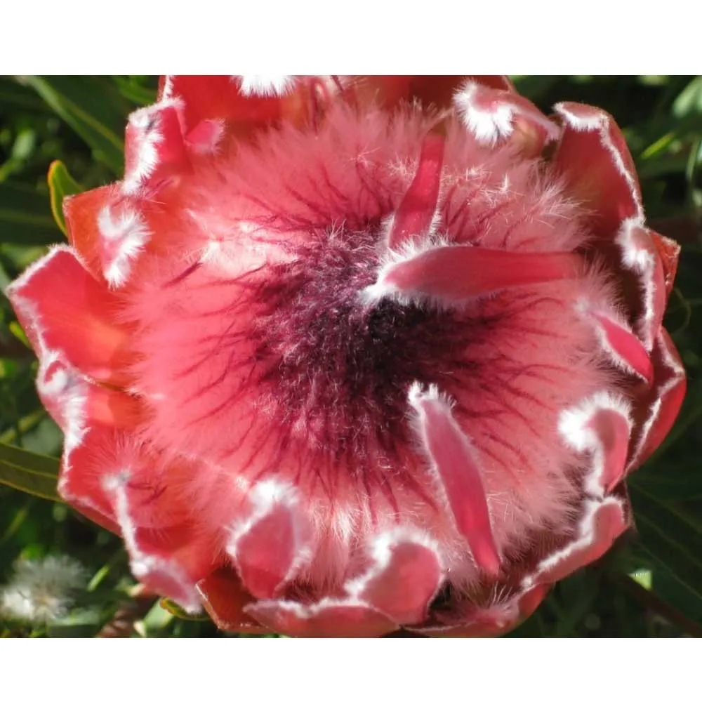 6 seeds, Protea Eximia SH11034C - $41.98