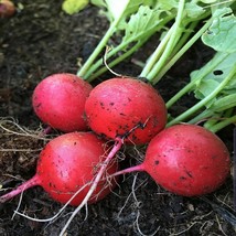 Early Scarlet Globe Radish Seeds 200 Ct Vegetable Garden Heirloom NON-GMO  - £3.04 GBP