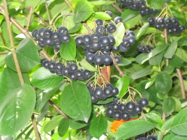 Purple Smoketree (Cotinus Coggygria Purpureus) 20 Seeds Fresh Garden Beautiful - £7.19 GBP