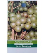 Frye Scuppernong Grape 1Gal Vine Plants Vines Plant Grapes Vineyards Hom... - £87.65 GBP