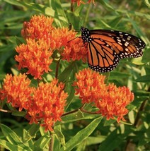 100 Milkweed Seeds Attract Monarch Butterflies Native Wildflower Easy To... - $6.00