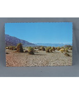 Vintage Postcard - Devils Corn Field Death Valley National Monument -Fre... - £11.72 GBP