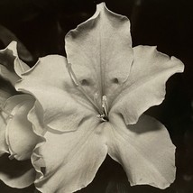 c1970 Original Lily Flower Black White Photograph Steven Willhite Glen Ellen IL - £11.77 GBP