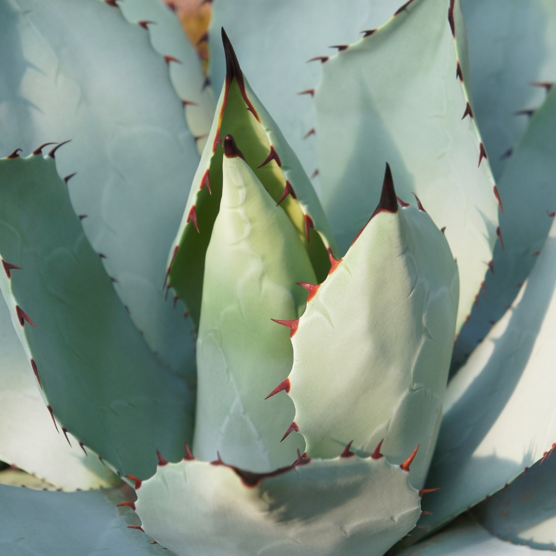 Agave ghiesbreghtii 'Purpusorum' Succulents and similar items