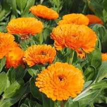 Seeds Marigold English Open Pollinated Heirloom 100 Seeds Per Pack - £1.56 GBP