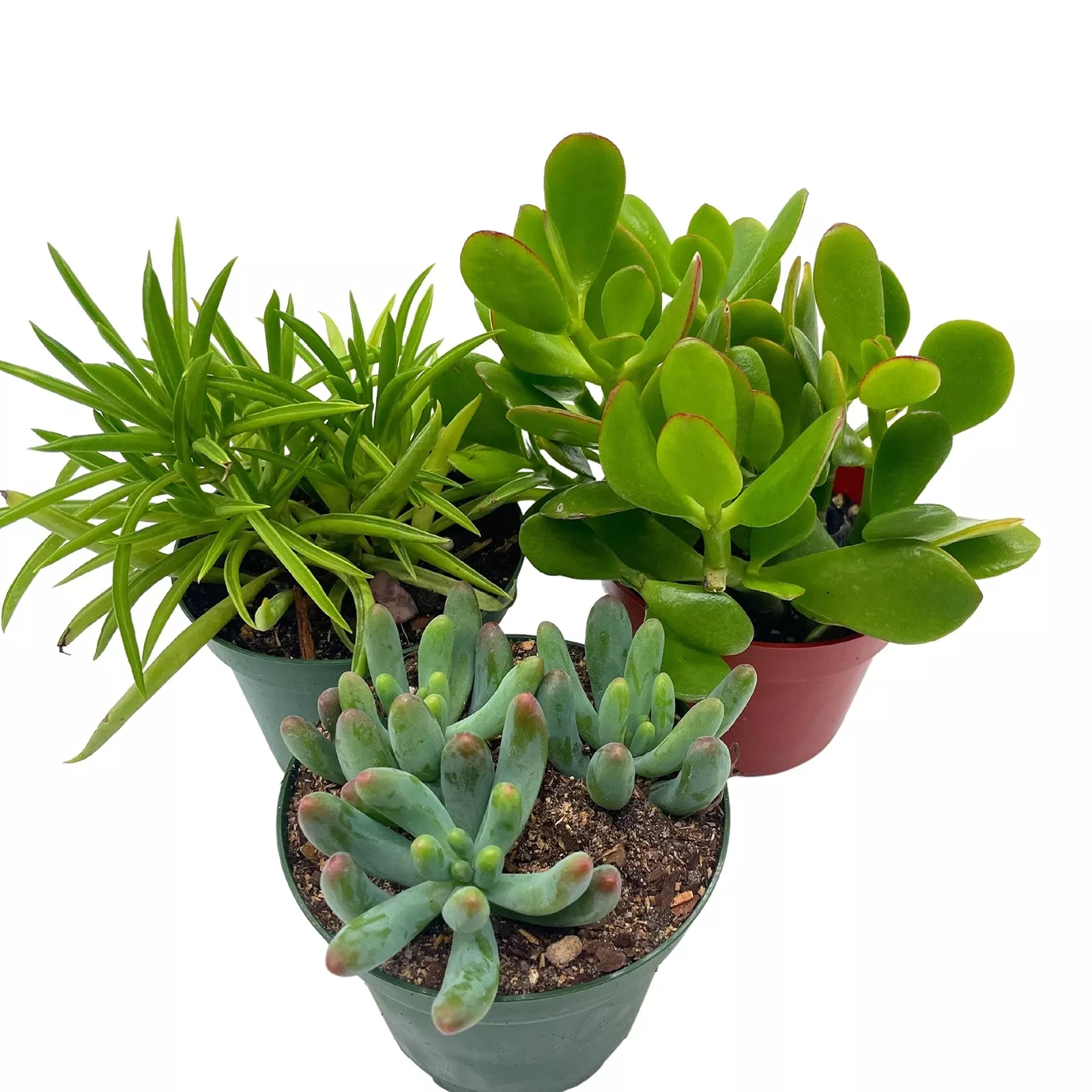 Succulent Assortment Set 4 in pots Set of 3 Variety Jade Plant Jelly Bean - £50.11 GBP