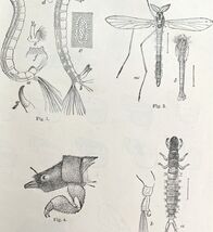 Chironomus Larvae And Unknown Insect Victorian 1887 Art Print Entomology... - $24.99