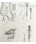 Chironomus Larvae And Unknown Insect Victorian 1887 Art Print Entomology... - $459.01 MXN