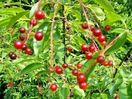 New Fresh Seeds 20 Wild Black Cherry Seeds Prunus Serotina - £9.52 GBP