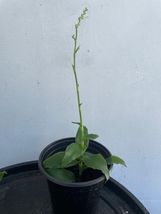 5 Cuttings Plant 6&quot;-10&quot; Basket Plant (planta canasta) (callisia fragrans)  - £14.52 GBP