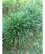 100 Monkey Grass Plants, Liriope, Bare Root Plants, Evergreen Border Plants - $95.90
