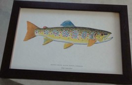 Artwork Print – Brown Trout – Black Forest, Germany – PROFESSIONALLY FRAMED - £38.65 GBP