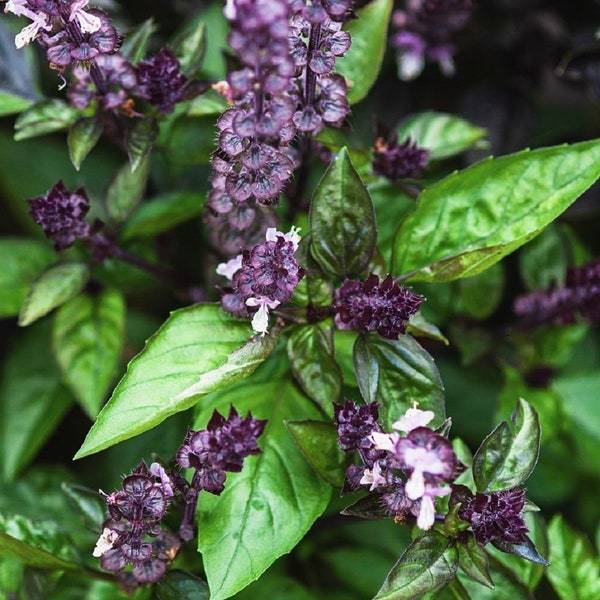 Cinnamon Basil Seeds Fresh Herb Seeds Fresh Seeds - $3.00