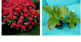 RUBY SLIPPERS Hydrangea Starter Plant Opens White then Pink then to Bloo... - £43.10 GBP