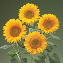 USA SELLER 50 Sunflower Seeds Helianthus Sunrich Gold Cut Flower Seeds Helianthu - $19.42