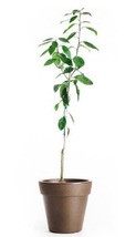 California only! Moro Blood Orange Tree, 18-36 inches tall, Semi-Dwarf, grafted - £97.78 GBP