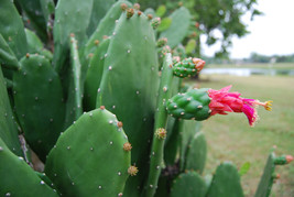 Prickly Pear Opuntia Cactus - Rooted Plant + Edible Nopal &amp; Fruit  Medicinal Use - £4.35 GBP+