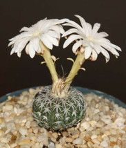 Discocactus horstii Hyb cacti rare cactus seed 15 SEEDS - £7.05 GBP