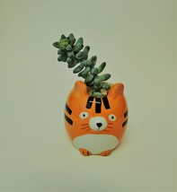 Donkey's Tail Succulent in Tiger Planter, Sedum Morganianum 2" Orange Ceramic image 2