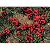 Rare Romulea amoena Seeds South African Crocus Seeds Carmine Red Flowers FRESH S - £5.42 GBP