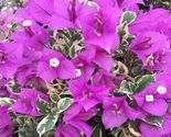 Bougainvillea rooted BLUEBERRY ICE Starter Plant - $27.78