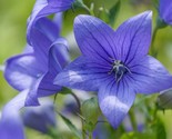 Balloon Flower Toraji Platycodon Grandiflorus 50 Seeds - £7.24 GBP