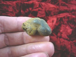 (PP450-32) 1&quot; Genuine Fossil Turtle Poop Coprolite Dung Weird Washington State - £8.17 GBP
