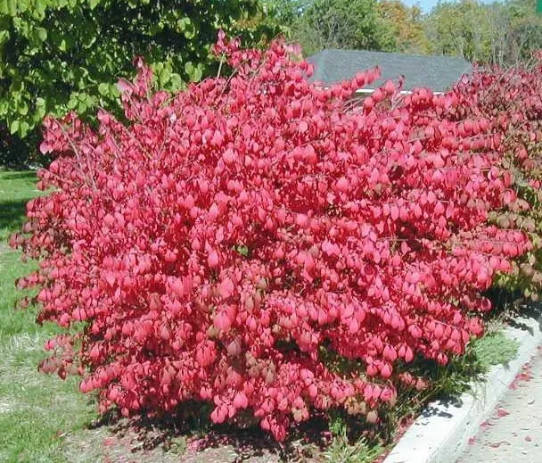 10 of Dwarf Burning Bush Hardy bare root plants Euonymus alatus shrub - £31.30 GBP